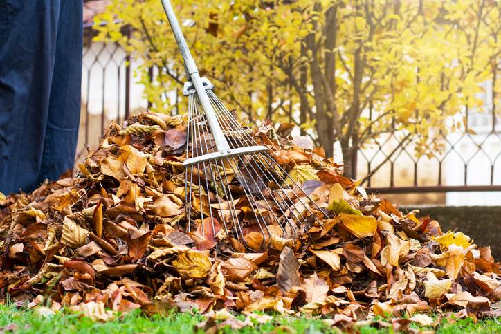 Man collecting fallen autumn leaves first person view